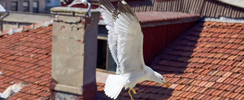 Residential Chimney Animal Removal Solution in Lake Ronkonkoma, NY