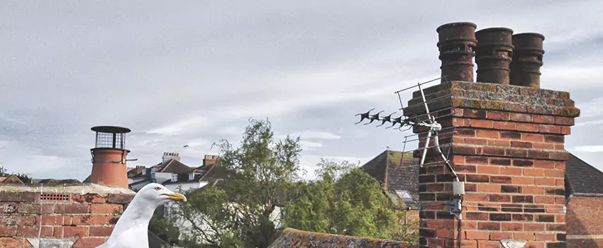 Chimney Cleaning And Restoration in Lake Ronkonkoma, New York